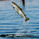 Illustration for article titled The End of Atlantic Salmon Farming in West Coast Waters Is Near